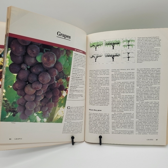 Sunset Books - How to Grow Fruits, Nuts, Berries   Paperback​​​ - Picture 6 of 6